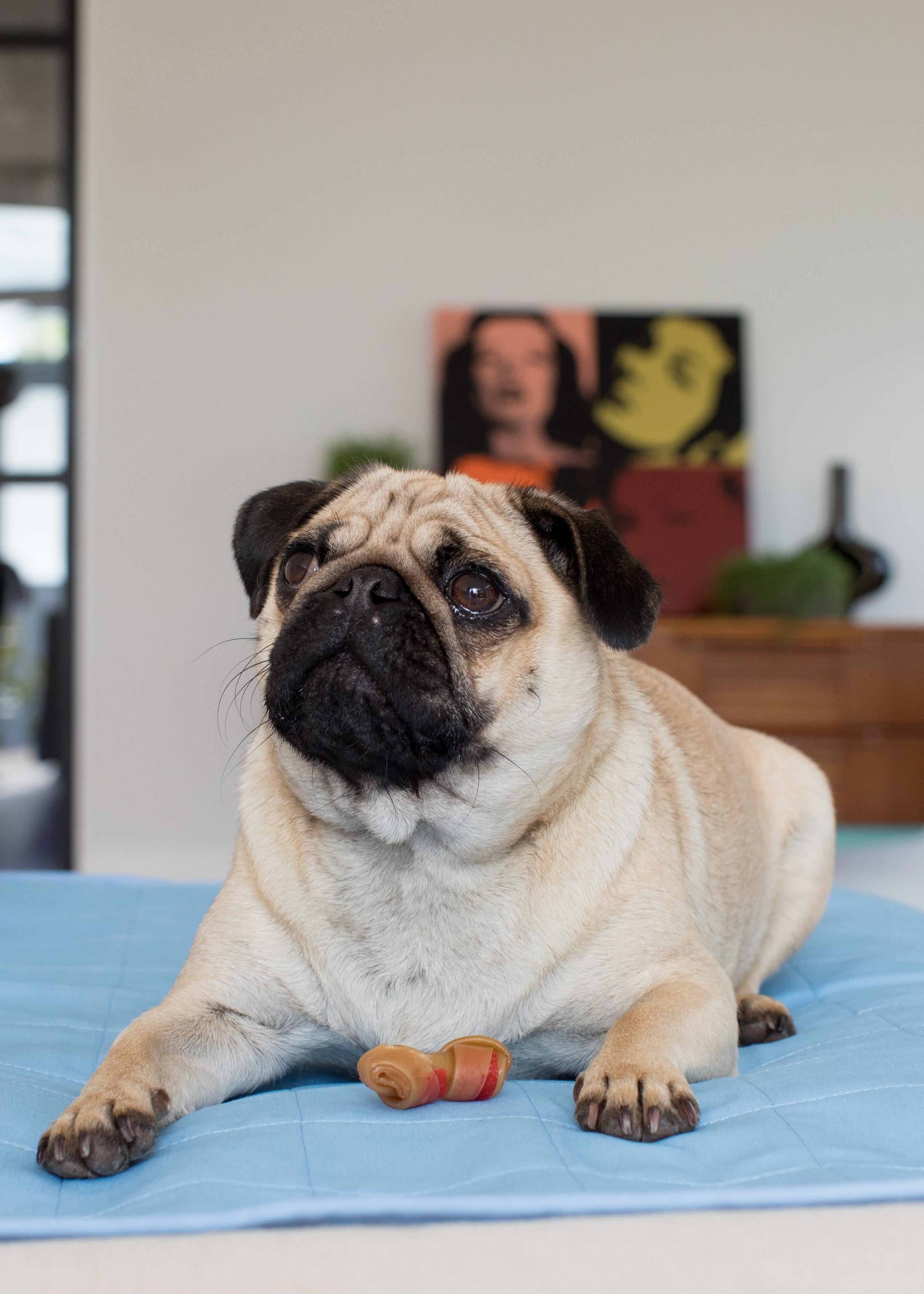 Pet-proofing your home and car with Brolly Sheets