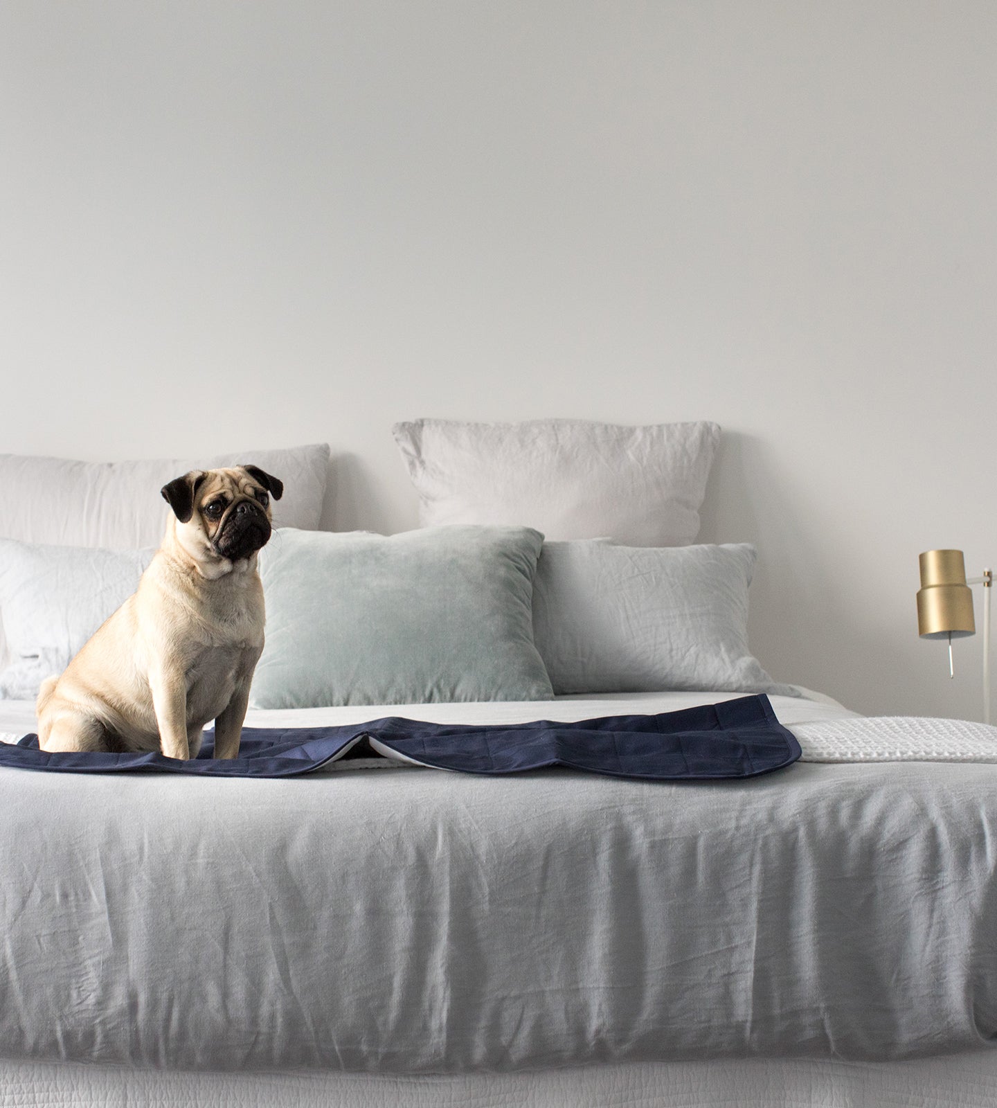 Pet Bed Pad - Brolly Sheets NZ
