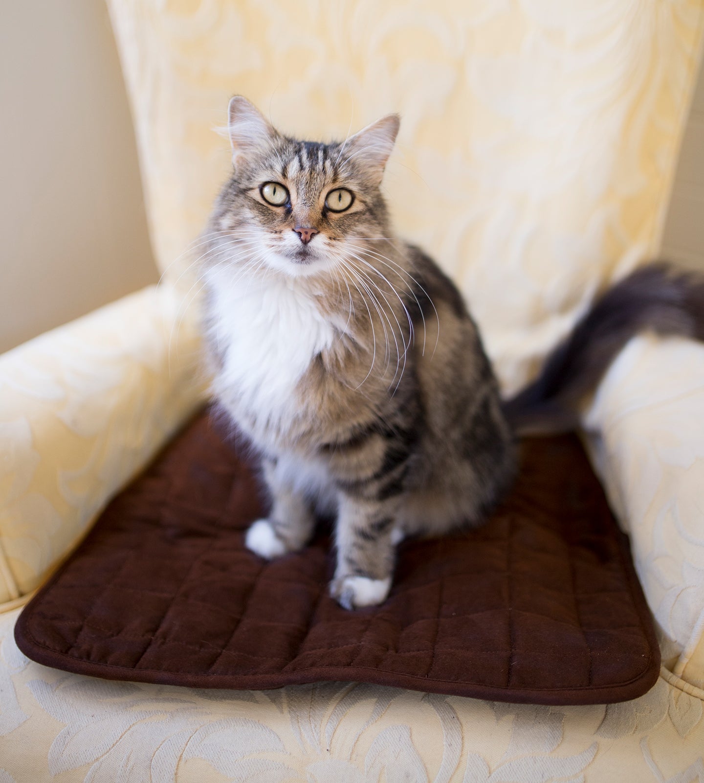 Pet Mat - Brolly Sheets NZ - Dark Brown