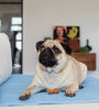 Pet Bed Pad - Brolly Sheets NZ